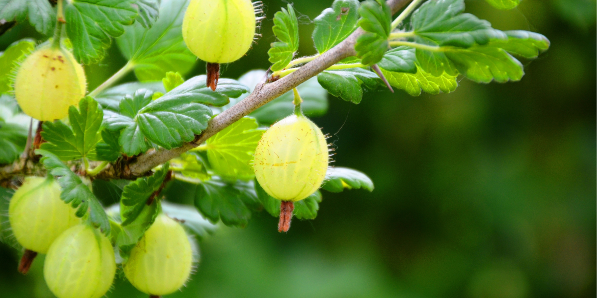 Gooseberries
